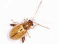 Longitarsus rubiginosus